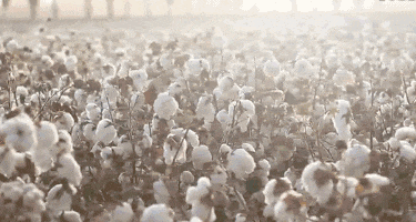 面料毛巾！我们低价搞到了AG真人某东来刚上架的同(图4)